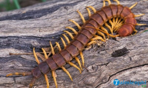 Thabet88 giải nghĩa giấc mơ thấy rết