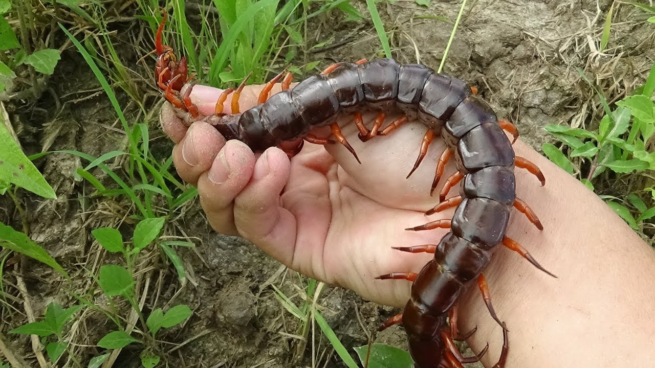 Mơ thấy rết bò lên người