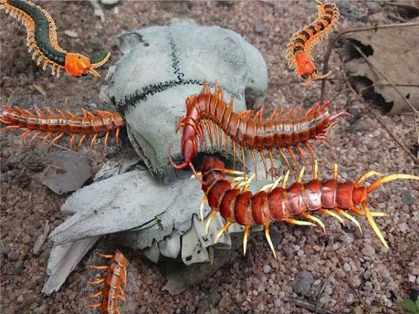 Mơ thấy nhiều rết nghĩa là gì?