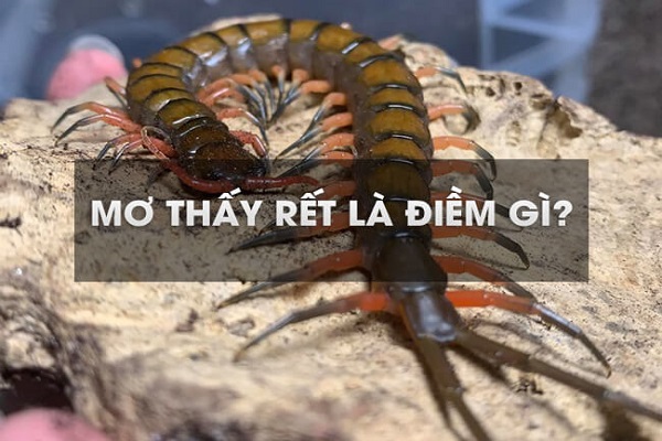 Thabet88 giải nghĩa giấc mơ thấy rết