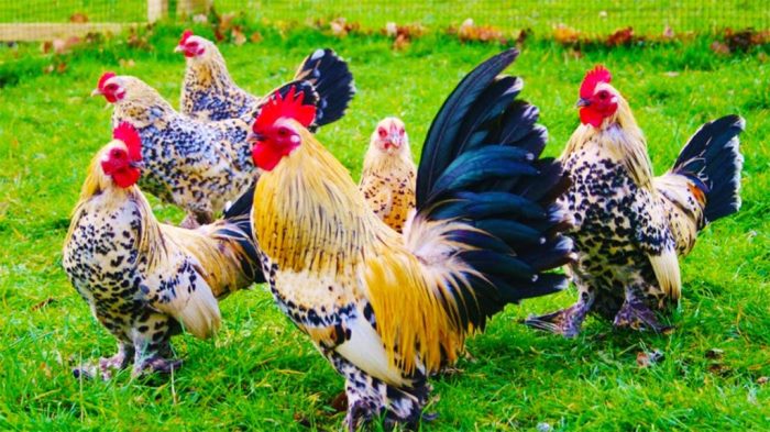 Giấc mơ thấy gà và con số may mắn tại Thabet88 Giấc mơ thấy gà và con số may mắn tại Thabet88