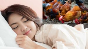 Cùng Thabet88 giải mã giấc mơ thấy gà