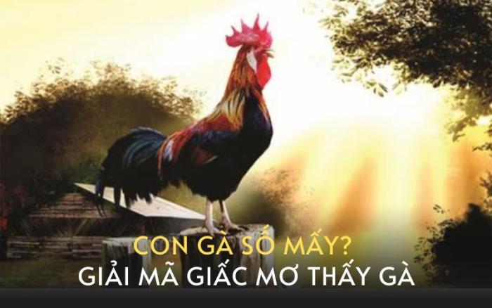 Cùng Thabet88 giải mã giấc mơ thấy gà Cùng Thabet88 giải mã giấc mơ thấy gà