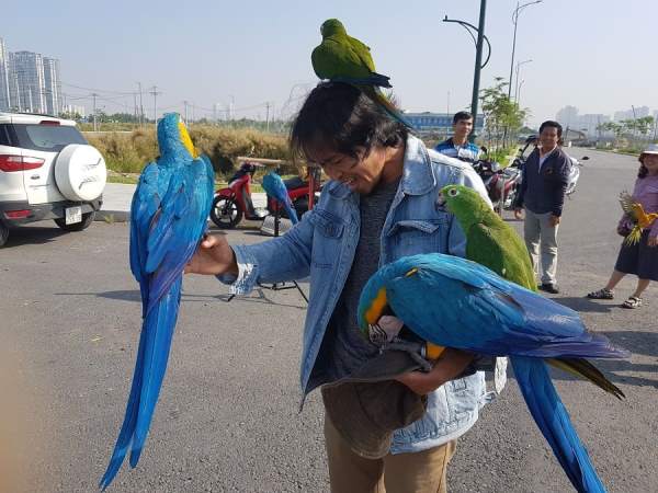 Mơ thấy con vẹt đuôi dài đánh đề số 90 