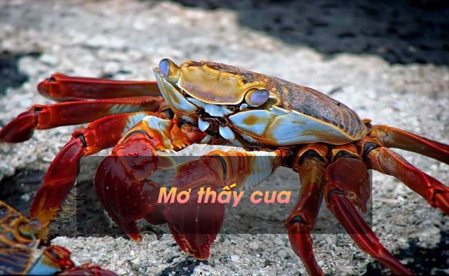 Thấy cua biển, Thabet88 khuyên đánh số 17 - 71 Thấy cua biển, Thabet88 khuyên đánh số 17 - 71