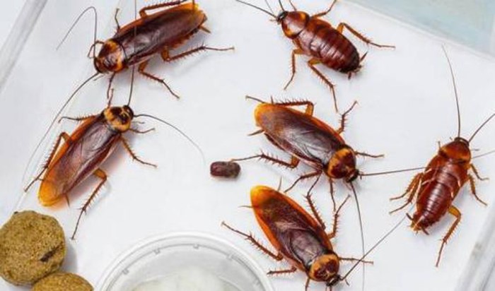 Mơ thấy đàn gián đánh ngay con 28 – 09