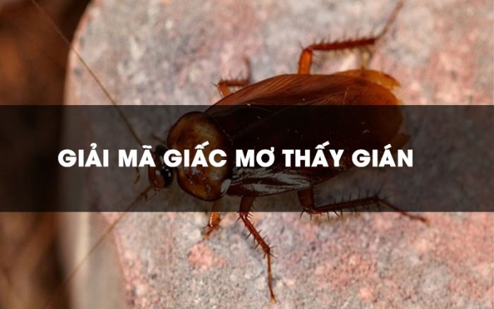 Cùng Thabet88 giải mã giấc mơ thấy gián