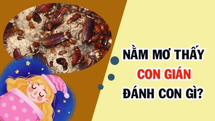 Mơ thấy gián và những con số