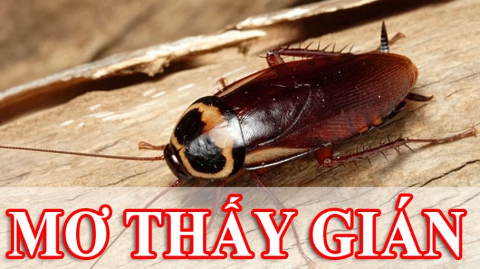 Cùng Thabet88 giải mã giấc mơ thấy gián