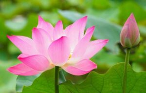 Thabet88 giải nghĩa giấc mơ thấy hoa sen