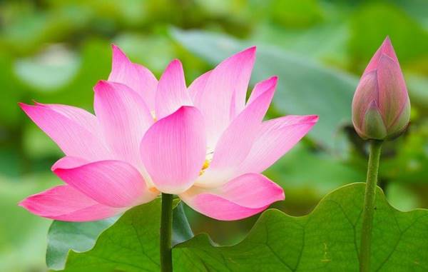 Thabet88 giải nghĩa giấc mơ thấy hoa sen