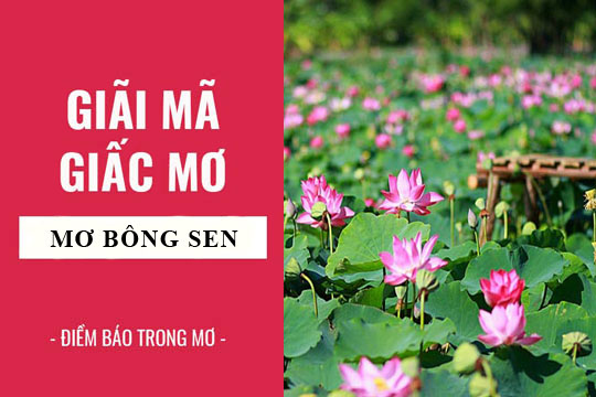 Thabet88 giải nghĩa giấc mơ thấy hoa sen