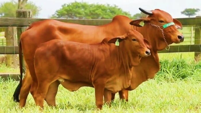 Thabet88 giải nghĩa Mơ thấy 2 con bò