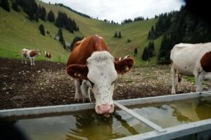 Thabet88 Mơ thấy bò uống nước