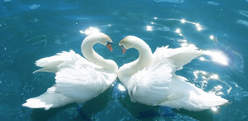 Thabet88 giải mã giấc mơ thấy thiên nga đoán số chuẩn