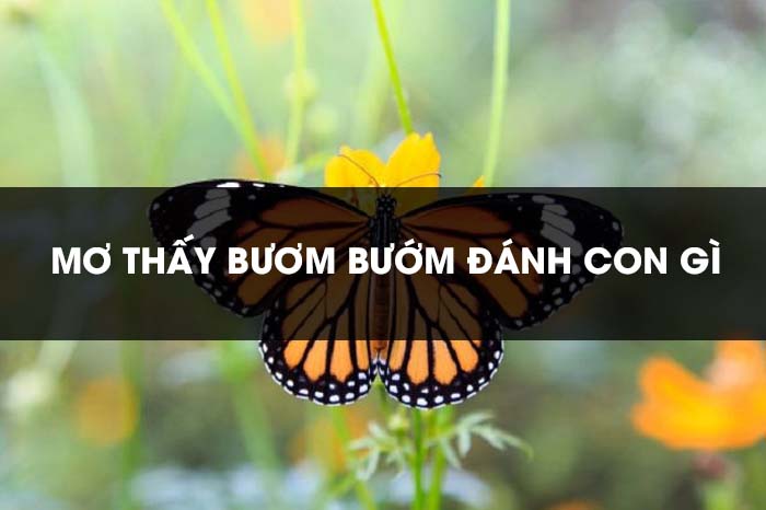 Thabet88 giải mã giấc mơ thấy bướm