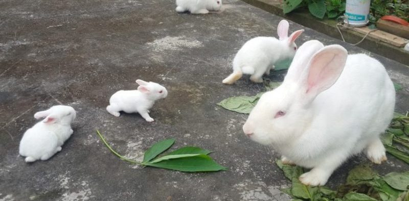 Mơ thấy thỏ đẻ con đánh ngay số 77 – 03