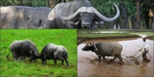 Thabet88 giải mã giấc mơ thấy con trâu