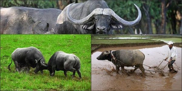 Thabet88 giải mã giấc mơ thấy con trâu