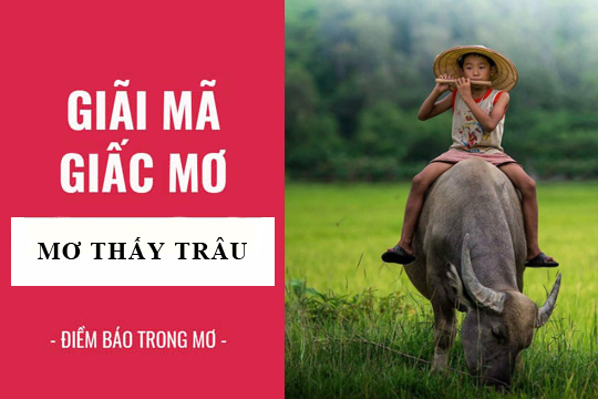 Thabet88 giải mã giấc mơ thấy con trâu