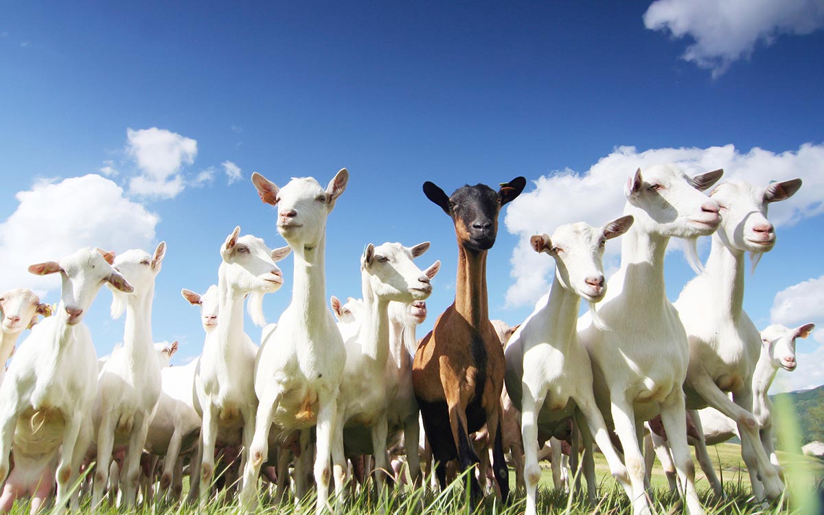 Mơ thấy sữa ẩn giấu ý nghĩa gì? - Thabet88 dự báo