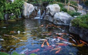 Mơ thấy cá trong ao nước