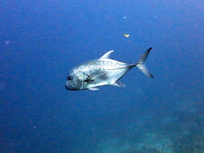 Mơ thấy ao cá - cá trong đại dương, chuyên gia Thabet88 đoán số mấy