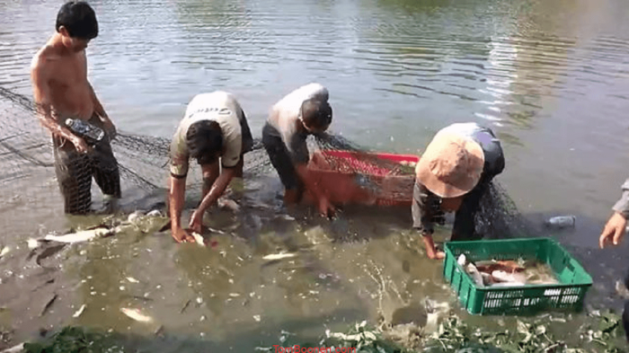 Mơ thấy ao cá đánh số mấy