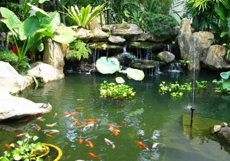 Mơ thấy ao cá mang ý nghĩa gì? | Giải mơ Thabet88