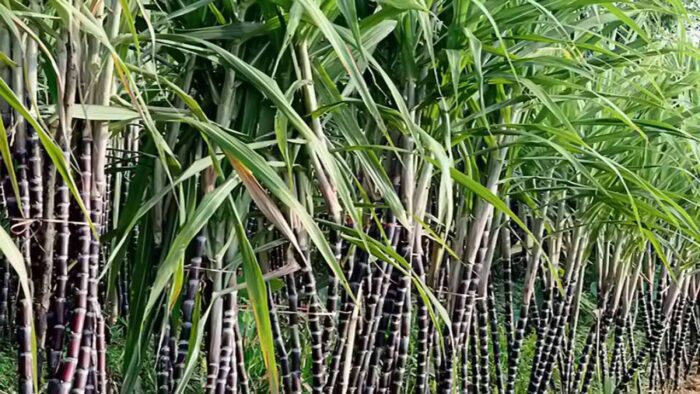 Mơ thấy cây mía