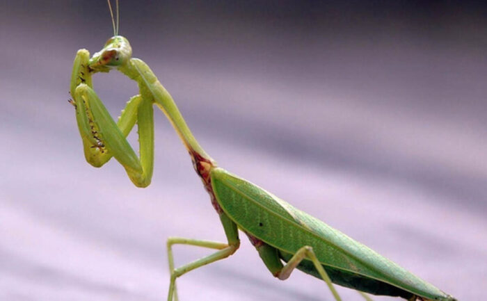 Mơ thấy bọ ngựa bay vào nhà