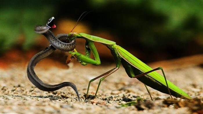 Mơ thấy bọ ngựa vào nhà báo là tốt hay xấu? | Sổ mơ Thabet88