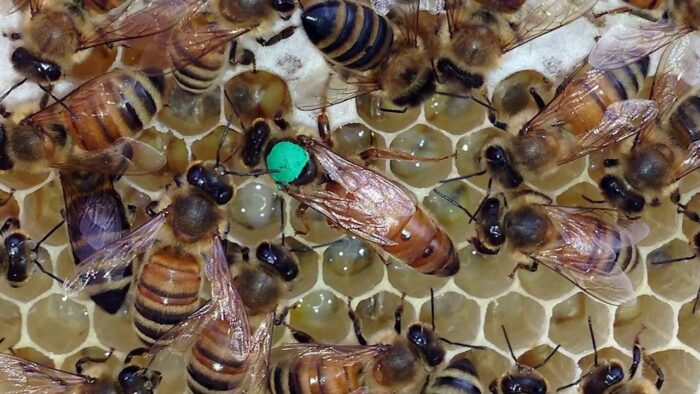 Mơ thấy ong là may hay rủi? | Sổ mơ Thabet88